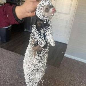 Meet your Posher, Spoon